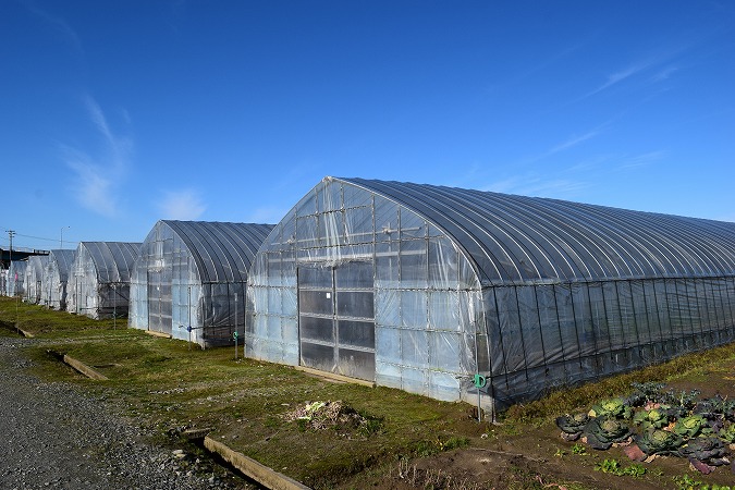 ビニールハウス入口