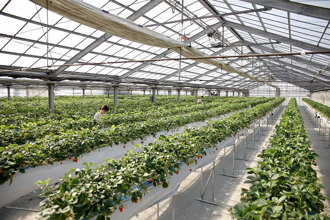 ビニールハウス