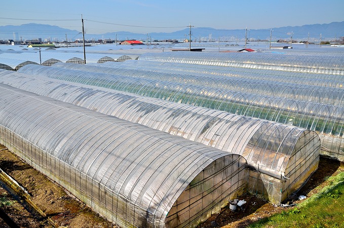 ビニールハウス