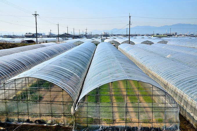 ビニールハウス