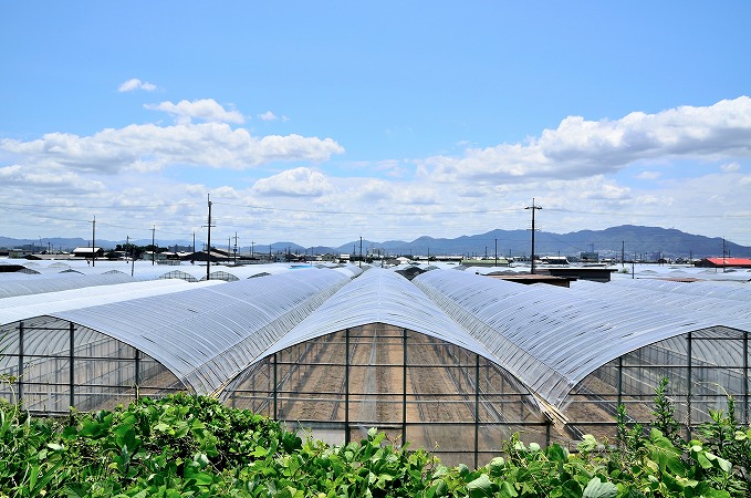 ビニールハウス