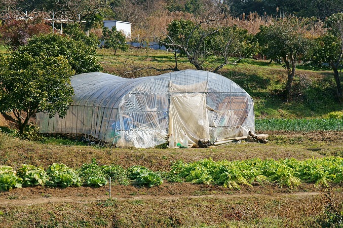 ビニールハウス