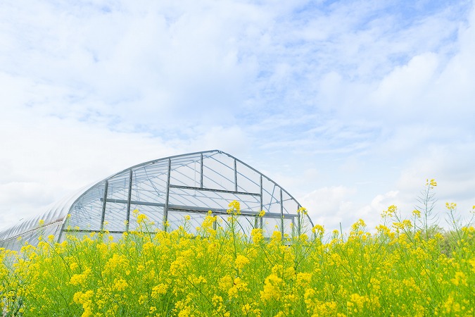 ビニールハウス